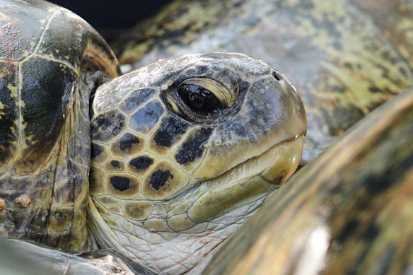 Green sea turtles wait for their release back into the ocean after they were found on an empty boat seemingly abandoned by poachers fleeing a police raid, in Serangan, Bali island, Indonesia.