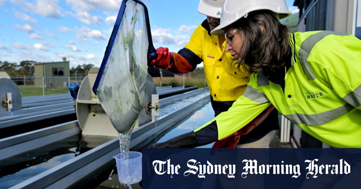 The $1.5 million trial aiming to purify NSW's sewage water - Vimarsana News