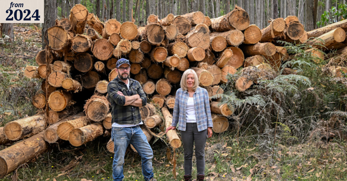 Victorian forest advocates say windblown trees should be left and not ...