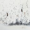 Mosquitoes lay eggs inside a lab in Colombia. Scientists are breeding the mosquitoes to carry a bacteria that interrupts the transmission of dengue.