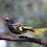 Only the lonely: How regent honeyeaters are learning to sing again
