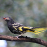 Only the lonely: How regent honeyeaters are learning to sing again