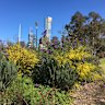 The woody meadow at Birrarung Marr, Melbourne was one of two pilot plots planted nine years ago