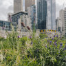 The new garden has lots of colours, plenty of textures and a city backdrop
