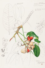 William T. Cooper가 두 시즌의 마호가니 (Dysoxylum arborescens)를 위해 그림을 그렸습니다.