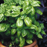 Now is the time to sow basil seeds.