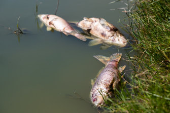 Thousands of fish have now perished in Cherry Lake and Cherry Creek at Altona. 