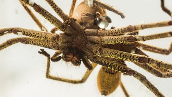 Taronga Zoo: Photos of huntsman spiders having sex
