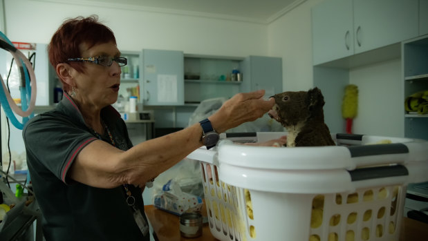 A staff member at Port Macquarie Koala Hospital tends to a patient.