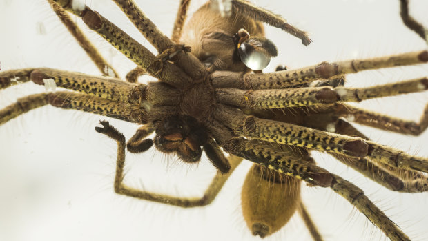 Golden huntsman spiders mating at Taronga Zoo as part of their breeding program. 