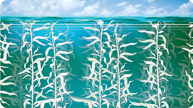 Seaweed: a hero the marine world?