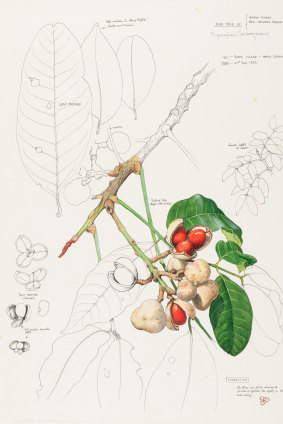 William T. Cooper’s illustration of Mossman Mahogany (Dysoxylum arborescens).