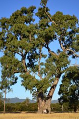 A local resident stands at the foot of a claimed Aboriginal birthing tree near Mount Langi Ghiran, in western Victoria.