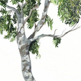 <i>Corymbia maculata</i> (Spotted Gum) as it appears in ‘The Book of Australian Trees’