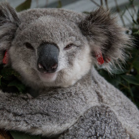 Won’t someone please think of the koalas?
