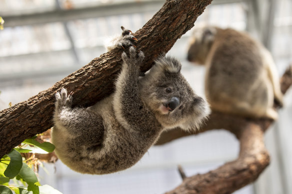 Hanging on: Koalas in NSW lost about one-fifth of their best habitat during the 2019-20 bushfires, and more will be lost as Sydney expands.