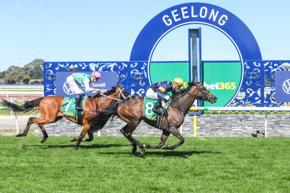 Geelong Cup victor Emissary, with Blake Shinn aboard, goes past the winning post.