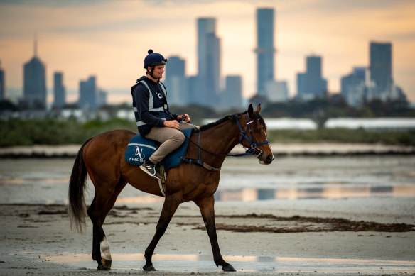 Cox Plate favourite Zaaki at Altona Beach this week.