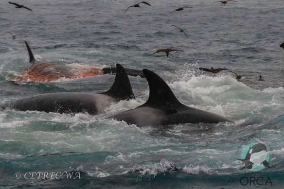 A pod of killer whales in the first attack hunting and feeding on an adult blue whale.