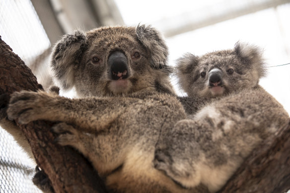At least a quarter of key koala habitat has been lost in NSW. A female koala and its joey rescued from the fire-ravaged Blue Mountains and taken to Taronga Zoo.
