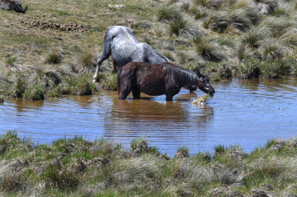 In for a drink: Brumbies near Kiandra off the Snowy Mountain Highway.