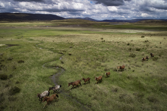 Feral horses in Kosciuszko National Park, where numbers have increased by 30 per cent. 