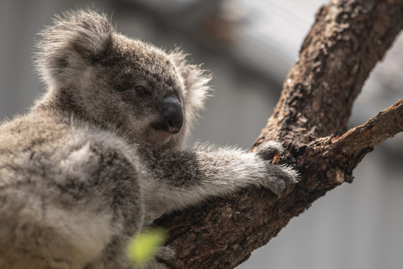 A bitter debate over planning policy involving koalas is threatening to split the Berejikian government.