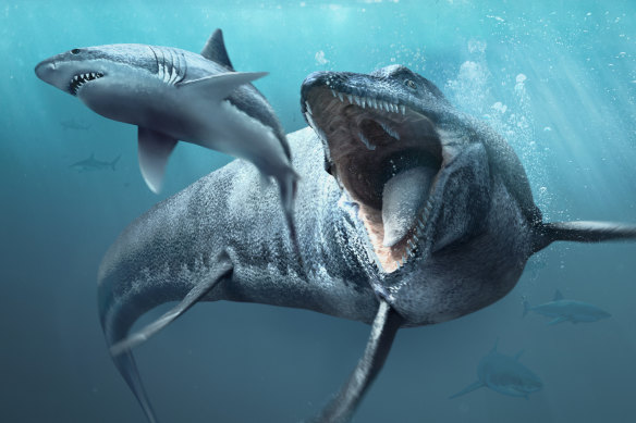 Mosasaurs were one of the apex predators of the ancient seas, even eating the large sharks which existed at the time.