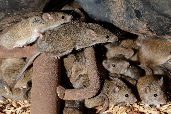 Mice scurry around stored grain on a farm near Tottenham in 2021. 