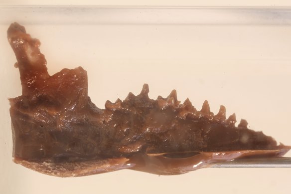 The tiny tribosphenic molars on the jaw of an early mammal at the Australian Museum.