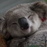Sydney region’s last healthy koala population threatened by development