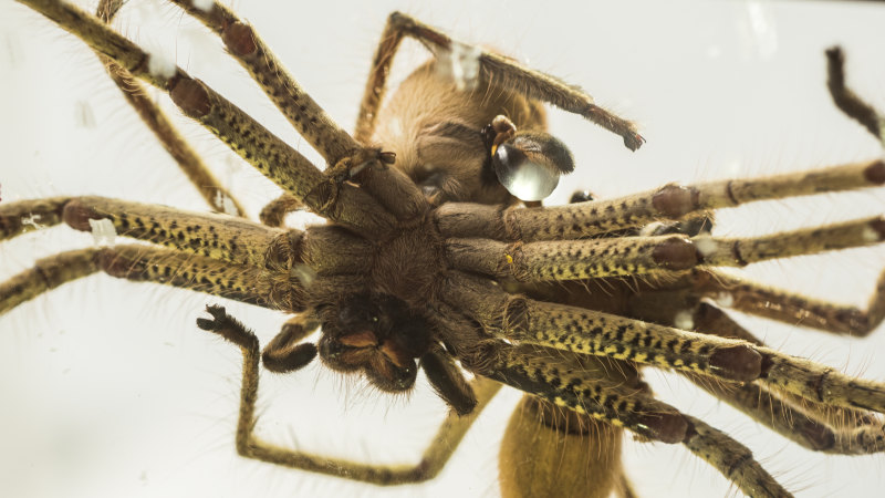 Taronga Zoo Photos Of Huntsman Spiders Having Sex