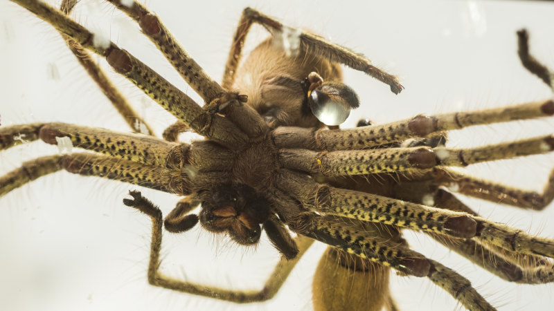 golden huntsman spider