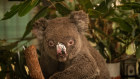 Images of maimed wildlife from the bushfires has sparked a debate about Australia's climate policies.