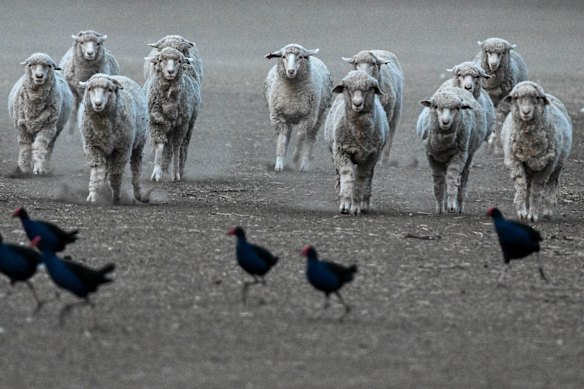 Sheep at a farm belonging to Benalla farmers, Stuart and Julie Green in the midst of a drought in May 2025.