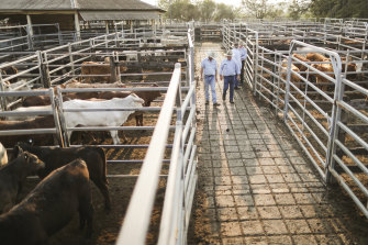 One cattle buyer at Lismore said he'd "never seen the market hotter".
