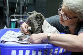 Sheila Bailey tends to an injured koala at The Port Macquarie Koala Hospital last November. The NSW government's own analysis has identified 10 areas in the region that could be part of Great Koala National Park - although several of them were partly burnt during the past season's bushfires.
