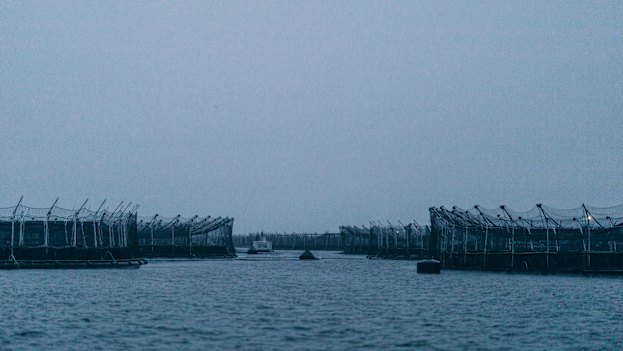 “Regardless of the amount of noise we make,” says Environment Tasmania campaigner Jilly Middleton, “until there’s a commercial risk to the salmon companies nothing’s going to change in a big way.”