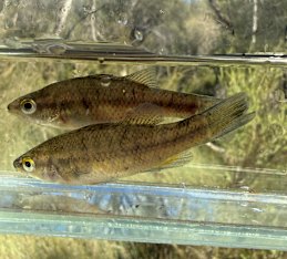 La lobina enana de Balston se encontró en la cuenca superior del río Helena.