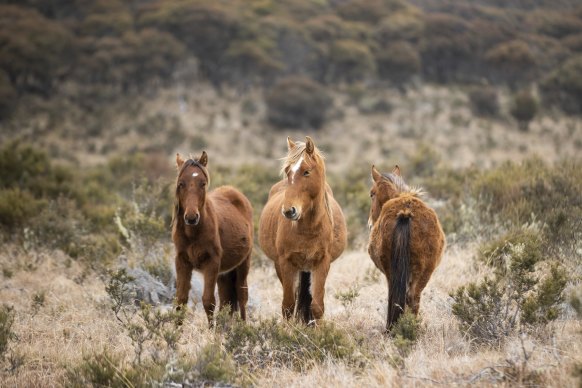 Feral horses near Tantangara Dam, in the NSW high country, in 2023.
