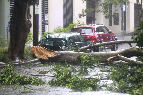 Tree branches came down on a car, blocking Northwood Street in Camperdown on Sunday.