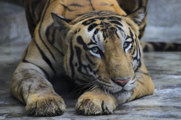 The International Union for the Conservation of Nature announced new tiger global population estimates are 40 per cent higher than the most recent estimates from 2015.