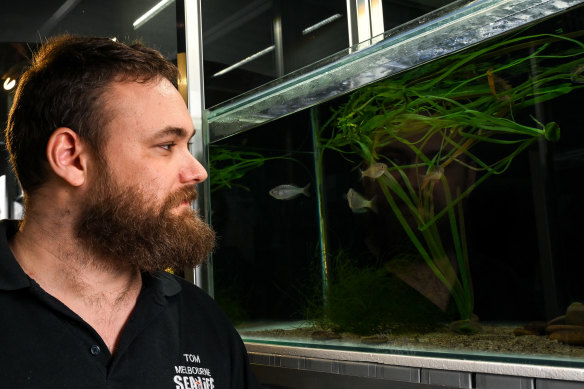 Tom Fair looks at his fish-babies.