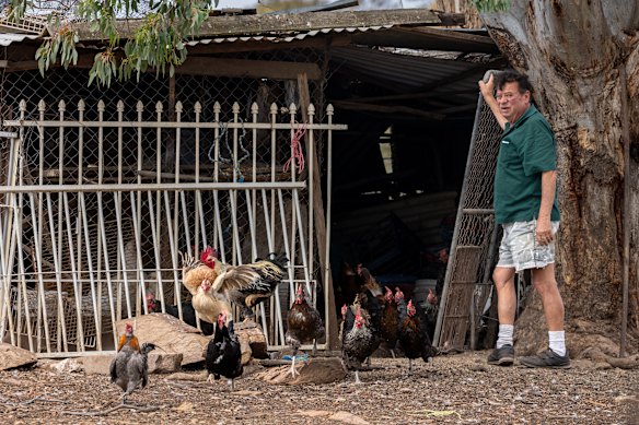 Jimmy releases his chickens.