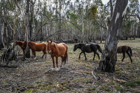Parks Victoria plans to cull 100 brumbies every year for the next four years in the Barmah National Park. 