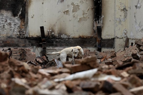NSW police dog Polar searching the Rundle Street building fire site in Sydney’s CBD, June 5.