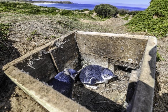 Phillip Island’s little penguins and other wildlife are at risk from discarded disposable masks say rangers.  