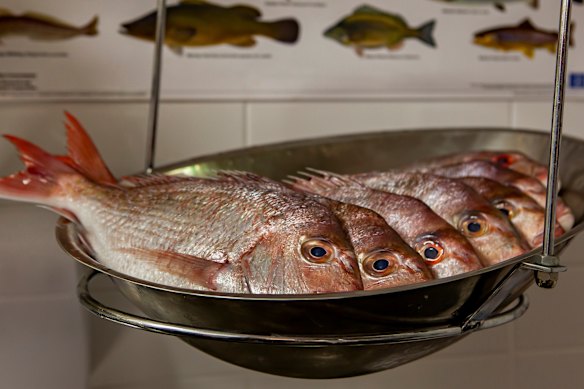 WA’s sweeping fishing ban was brought in to protect fish stocks of species including pink snapper.