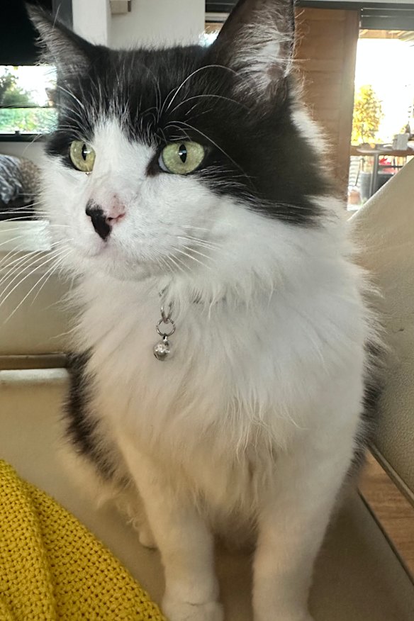 Sparkles settles in.