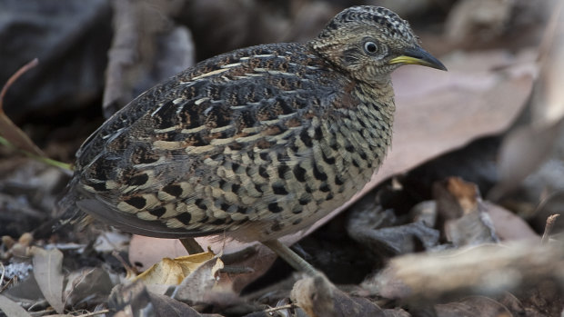 The red-backed button quail typically measured a tiny 12-16 centimetres.